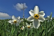 03 Narcisi in piena fioritura in vetta al Linzone (1392 m)